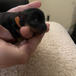 Yorkshire Terrier Puppies from Buddha Babies Yorkshire Terriers