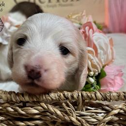 Eevee - Piebald female Dachshund puppy in Fayetteville, West Virginia from Loop Creek Dachshunds