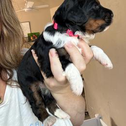 August - Phantom female Bernedoodle puppy in Grants Pass, Oregon from Royal Empire Bernedoodles