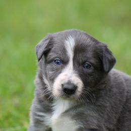 Girl 1 - Slate female Border Collie puppy in Tylertown, Mississippi from Cool Meadow Farms