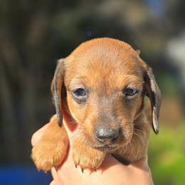 Daisy - Red female Dachshund puppy in Auburn, Alabama from Labor of Love