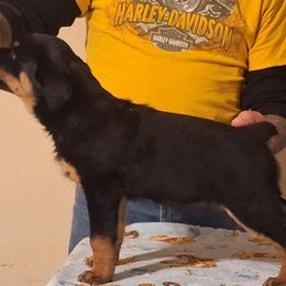Rottweiler puppies from Kaiser Haus Rottweilers