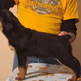 Rottweiler puppies from Kaiser Haus Rottweilers