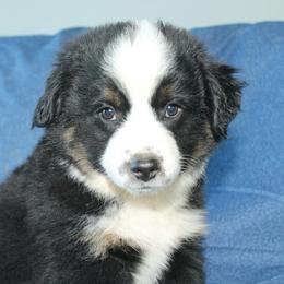 Star - Black tri female Miniature Australian Shepherd puppy in Kissee Mills, Missouri from Clinkenbeard Kennel