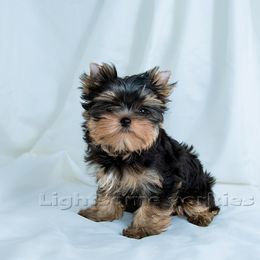 Yorkshire Terrier Puppies from Lightsome Yorkies