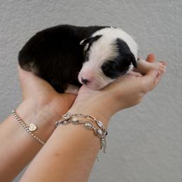 Phoebe - Black tri-color female Australian Shepherd puppy in Bertram, Texas from Ashley’s Australian Shepherds