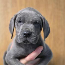 Gomez - Blue male Great Dane puppy in Cottage Grove, Oregon from Divine Rottweilers