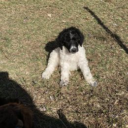 Poodle Puppies from Parapoodles