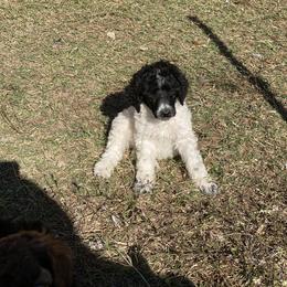 Poodle Puppies from Parapoodles
