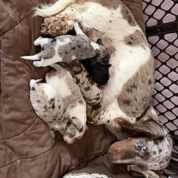 Male - Piebald male Dachshund puppy in Delta, Colorado from Weinderful Dachshunds