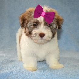 Hart - Chocolate sable female Havanese puppy in Angier, North Carolina from Hoppy Havanese