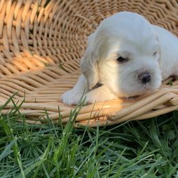 Francis - Buff and white Cocker Spaniel puppy in Virginia from S&J Spaniels