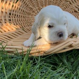 Francis - Buff and white Cocker Spaniel puppy in Virginia from S&J Spaniels