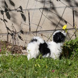 Havanese Puppies from La Brisa Havanese
