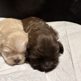 Shih Tzu Puppies from Small Breed Kennel