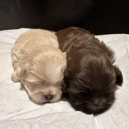 Shih Tzu Puppies from Small Breed Kennel