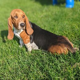 Sarah - Basset Hound