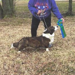 drago - Cardigan Welsh Corgi