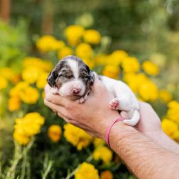Pink girl - Parti female Goldendoodle puppy in Damascus, Oregon from Emma Doodles