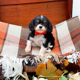 Chief - Tri-color male Cavalier King Charles Spaniel puppy in North Carolina from NC Doodle Puppies