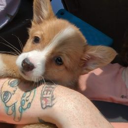 American Corgi and Pembroke Welsh Corgi Puppies from Chaotic Corgi’s