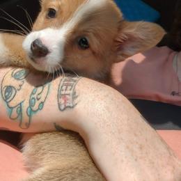 American Corgi and Pembroke Welsh Corgi Puppies from Chaotic Corgi’s
