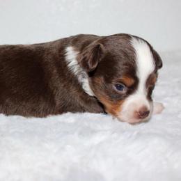 Willow - Red tri female Toy Australian Shepherd puppy in Wiggins, Colorado from Mile High Acres & Aussies