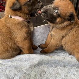 Belgian Malinois Puppies from Pyrex Kennels