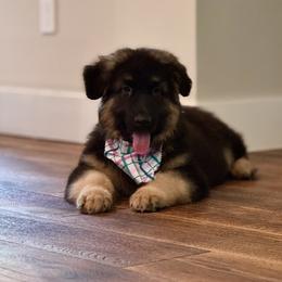 Dalton - Black and tan male German Shepherd puppy in Mahopac, New York from Patmar German Shepherds