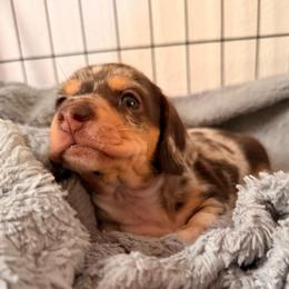 Frodo - Dapple male Dachshund puppy in Nampa, Idaho from 208 Wiener Wiggle Butts LLC