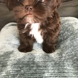 Shih Tzu Puppies from LaDawn’s Little Lions