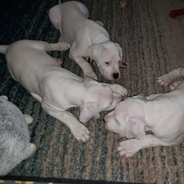 Dogo Argentino Puppies from K&B Southern Oregon Argentino Dogos