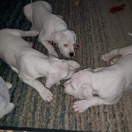 Dogo Argentino Puppies from K&B Southern Oregon Argentino Dogos