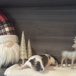 Winnie - White blue merle female Shetland Sheepdog puppy in Greenwood, Indiana from Rickman Premier Shelties