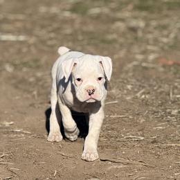 Skipper MALE - White male Boxer puppy in Madras, Oregon from BnT Boxers