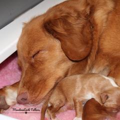 Nova Scotia Duck Tolling Retriever Puppies from Meadowlark Tollers