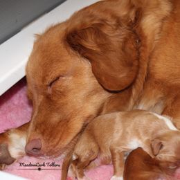 Nova Scotia Duck Tolling Retriever Puppies from Meadowlark Tollers