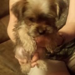 Shorkies from Christina Grafe's Shorkies