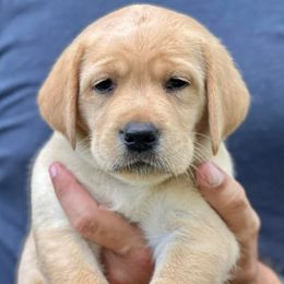 Labrador Retrievers from Centerpoint Retrievers