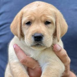 Labrador Retrievers from Centerpoint Retrievers
