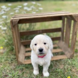 Girl 5 - Light golden female Golden Retriever puppy in Silverton, Oregon from Silver Morning Farm