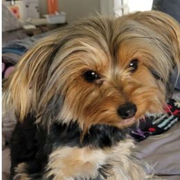 Storm - Yorkshire Terrier