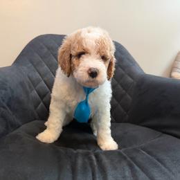 Argentina - Parti male Poodle puppy in New Britain, Connecticut from Poodles of New England