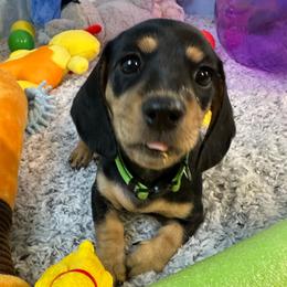 Piper.   2700.00 - Black and cream female Dachshund puppy in Oscoda, Michigan from Northland Dachshunds