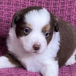 Red Tri Female - Red tri female Miniature Australian Shepherd puppy in Taunton, Massachusetts from Checkered Flag Champions Mini Aussies