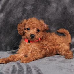 Ruby - Red female Cavapoo puppy in Spring, Texas from Quentin