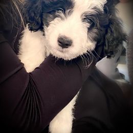 Aussiedoodle Puppies from Ever After Mini Doodles