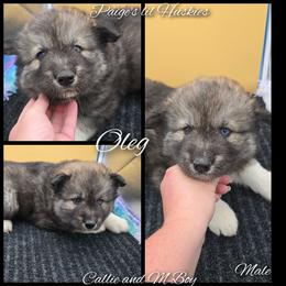 Oleg - Agouti and white male Siberian Husky puppy in Bloomfield, Indiana from Paiges lil huskies