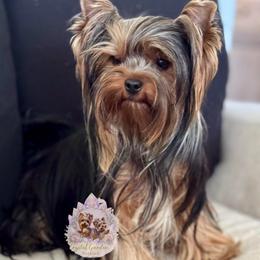 Ember - Yorkshire Terrier
