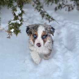Miniature Australian Shepherd Puppies from C&J Miniature Aussies